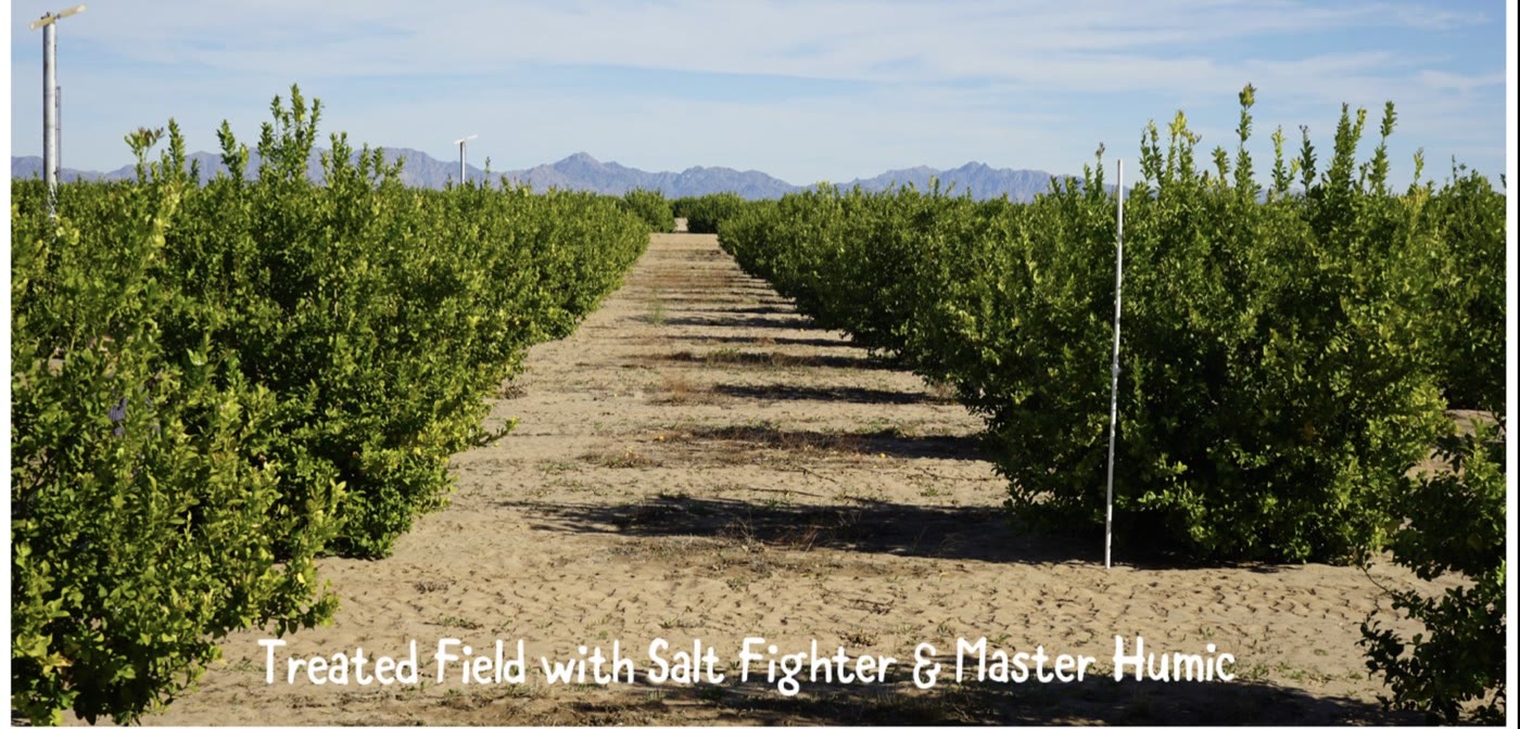 Lush orchard rows after Salt Fighter and Master Humic treatment